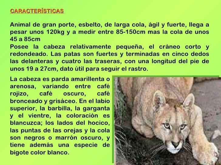 El PUMA El PUMA