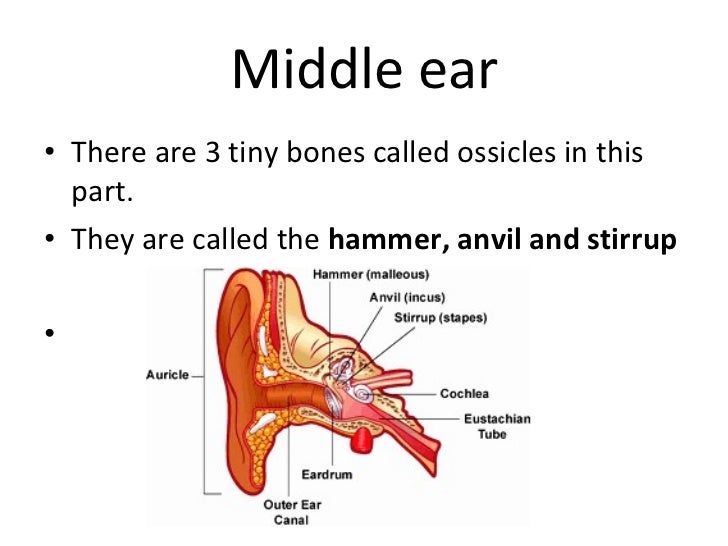 What are the three small bones in the ear?