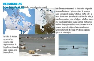 Referencias
contextuales
Bahía de Hudson: Canadá (60% de los osos polares del mundo)
                                                              Esta Bahía cuenta con toda su zona norte congelada
                                                              durante el invierno, y la temperatura de la misma
                                                              suele ser bastante baja durante todo el año. Entre la
                                                              fauna destacamos la trucha ártica, el bacalao polar, o
                                                              mamíferos marinos como la beluga o la ballena blanca,
                                                              muy populares en estas aguas. Además, destacamos
                                                              también el oso polar o el oso blanco, que están en la
                                                              zona norte de esta bahía, en la que se alimentan
                                                              fundamentalmente de focas, otra de las especies
                                                              típicas de esta región.
La Bahía de Hudson
es uno de los
rincones más
impresionantes de
Canadá, se sitúa en la
costa noreste, en el
Océano Ártico,
 