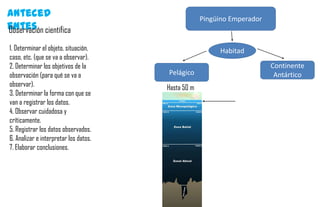 Anteced                                             Pingüino Emperador
entes científica
Observación
1. Determinar el objeto, situación,                      Habitad
caso, etc. (que se va a observar).
2. Determinar los objetivos de la                                        Continente
observación (para qué se va a          Pelágico                           Antártico
observar).                             Hasta 50 m
3. Determinar la forma con que se
van a registrar los datos.
4. Observar cuidadosa y
críticamente.
5. Registrar los datos observados.
6. Analizar e interpretar los datos.
7. Elaborar conclusiones.
 