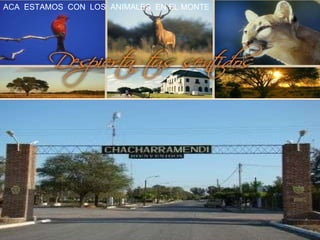 ACA  ESTAMOS  CON  LOS  ANIMALES  EN EL MONTE 