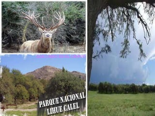 QUE LINDO ES EL CIERVO 