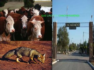 QUE   LINDO   ES   CHACHARAMENDI 