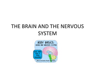 THE BRAIN AND THE NERVOUS SYSTEM 