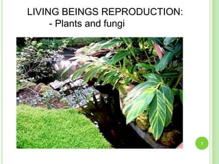 LIVING BEINGS REPRODUCTION:
     - Plants and fungi




                              1
 