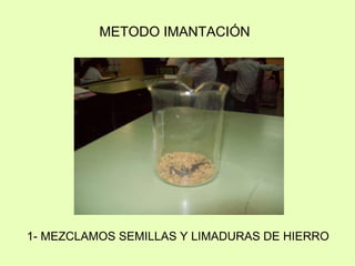 1- MEZCLAMOS SEMILLAS Y LIMADURAS DE HIERRO METODO IMANTACIÓN