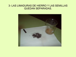 3- LAS LIMADURAS DE HIERRO Y LAS SEMILLAS QUEDAN SEPARADAS.
