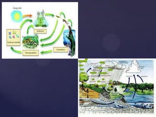 el ecosistema | PPTX