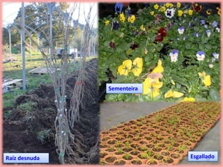 Sementeira




Raíz desnuda                Esgallado
                                  10
 