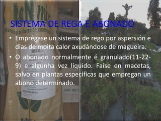 SISTEMA DE REGA E ABONADO
• Emprégase un sistema de rego por aspersión e
  dias de moita calor axudándose de magueira.
• O abonado normalmente é granulado(11-22-
  9) e algunha vez líquido. Faise en macetas,
  salvo en plantas específicas que empregan un
  abono determinado.



                                             13
 