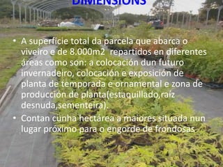 DIMENSIÓNS

• A superficie total da parcela que abarca o
  viveiro e de 8.000m2 repartidos en diferentes
  áreas como son: a colocación dun futuro
  invernadeiro, colocación e exposición de
  planta de temporada e ornamental e zona de
  producción de planta(estaquillado,raíz
  desnuda,sementeira).
• Contan cunha hectárea a maiores situada nun
  lugar próximo para o engorde de frondosas.

                                                  7
 