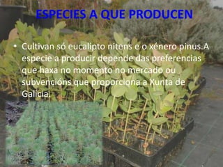 ESPECIES A QUE PRODUCEN

• Cultivan só eucalipto nitens e o xénero pinus.A
  especie a producir depende das preferencias
  que haxa no momento no mercado ou
  subvencións que proporciona a Xunta de
  Galicia.




                                                9
 