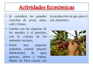 Actividades Económicas
• Se considera las grandes     la producción de gas para el
  cosechas de arroz, maíz,     uso doméstico.
  café y frutas.
• Cuenta con las riquezas de
  los metales y el petróleo,
  con la crianza de los
  animales vacunos.
• Existe      una    pequeña
  industria central (puerto
  Maldonado)      de    agua
  gaseosa, jabón y triplay.
  Madre de Dios cuenta con
 