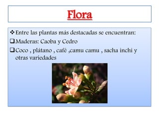 Flora
Entre las plantas más destacadas se encuentran:
Maderas: Caoba y Cedro
Coco , plátano , café ,camu camu , sacha inchi y
 otras variedades
 
