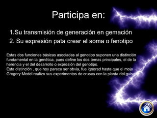 Participa en:
 1.Su transmisión de generación en gemación
 2. Su expresión pata crear el soma o fenotipo

Estas dos funciones básicas asociadas al genotipo suponen una distinción
fundamental en la genética, pues define los dos temas principales, el de la
herencia y el del desarrollo o expresión del genotipo.
Esta distinción , que hoy parece ser obvia, fue ignorad hasta que el moje
Gregory Medel realizo sus experimentos de cruses con la planta del guisante
 