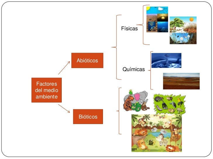 Factores del medio ambiente
