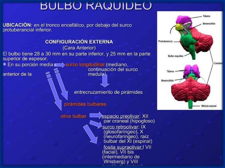 Bulbo Raquideo Y Protuberancia Anular