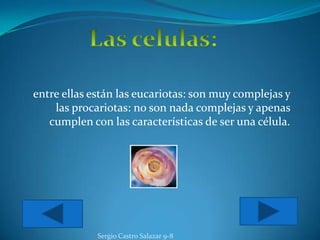 entre ellas están las eucariotas: son muy complejas y
    las procariotas: no son nada complejas y apenas
   cumplen con las características de ser una célula.




             Sergio Castro Salazar 9-8
 