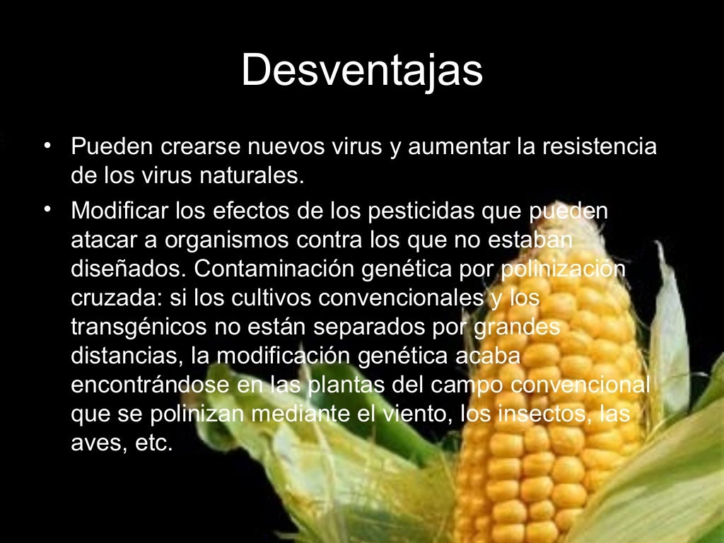 ventajas y desventajas de alimentos transgénicos