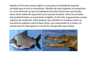 Debido al clima de nuestra región es muy poca la variedad de especies
animales que en ella se encuentran. Muchas de estas especies se encuentran
en vía de extinción ya que los habitantes de estas tierras han encontrado
como único modo de supervivencia la caza de animales. Entre los animales
más predominantes se encuentran el tigrillo, el mico tití, la guacamaya y varias
especies de serpientes. Cabe destacar que también en nuestros mares se
encuentran especies como el boca chico, muy consumido en la Costa y el
caimán que en estas aguas es uno de los más grandes que existen
 