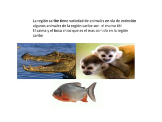 La región caribe tiene variedad de animales en vía de extinción
algunos animales de la región caribe son: el momo titi
El caima y el boca chico que es el mas comido en la región
caribe
 