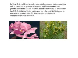 La flora de la región es también poco exótica, aunque existen especies
únicas como el manglar que en nuestra región se encuentra en
grandes cantidades. En los páramos de la Sierra Nevada se encuentran
también frailejones. En los mares y en especial en el de Cartagena se
encuentran grandes arrecifes de coral que contribuyen al
embellecimiento de la ciudad.
 