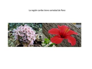 La región caribe tiene variedad de flora
 