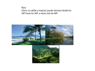 flora
Clima: es cálido y tropical, puede alcanzar desde los
20º hasta los 30º, a veces más de 40º.
 