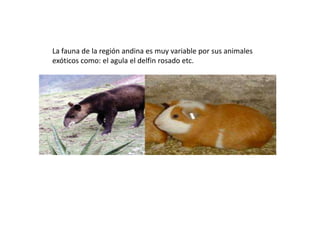 La fauna de la región andina es muy variable por sus animales
exóticos como: el agula el delfin rosado etc.
 