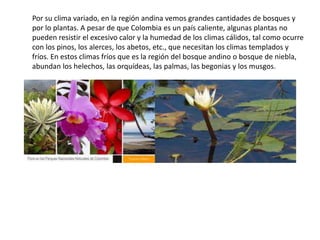 Por su clima variado, en la región andina vemos grandes cantidades de bosques y
por lo plantas. A pesar de que Colombia es un país caliente, algunas plantas no
pueden resistir el excesivo calor y la humedad de los climas cálidos, tal como ocurre
con los pinos, los alerces, los abetos, etc., que necesitan los climas templados y
fríos. En estos climas fríos que es la región del bosque andino o bosque de niebla,
abundan los helechos, las orquídeas, las palmas, las begonias y los musgos.
 