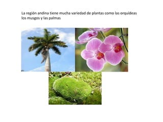 La región andina tiene mucha variedad de plantas como las orquídeas
los musgos y las palmas
 