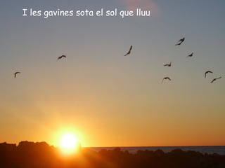 I les gavines sota el sol que lluu
 