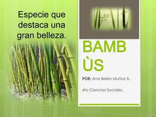 Especie que
destaca una
gran belleza.
                BAMB
                ÙS
                POR: Ana Belén Muñoz A.

                6to Ciencias Sociales.
 