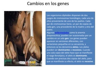 Cambios en los genes

         Los organismos diploides disponen de dos
         juegos de cromosomas homólogos, cada uno de
         ellos proveniente de uno de los padres. Cada
         par de cromosomas tiene, un par de copias de
         cada gen, una procedente de la madre y otra del
         padre.
         Algunas enfermedades como la anemia
         drepanocítica, pueden ser ocasionadas por un
         cambio en un solo gen. Los genes pueden
         aparecer en versiones diferentes, con
         variaciones pequeñas en su secuencia, y
         entonces se los denomina alelos. Los alelos
         pueden ser dominantes o recesivos. Cuando
         una sola copia del alelo hace que se manifieste
         el rasgo fenotípico, el alelo es dominante.
         Cuando son precisas dos copias del alelo, para
         que se manifieste su efecto, el alelo es recesivo.
 