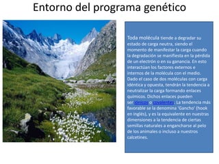 Entorno del programa genético

                 Toda molécula tiende a degradar su
                 estado de carga neutra, siendo el
                 momento de manifestar la carga cuando
                 la degradación se manifiesta en la pérdida
                 de un electrón o en su ganancia. En esto
                 interactúan los factores externos e
                 internos de la molécula con el medio.
                 Dado el caso de dos moléculas con carga
                 idéntica y opuesta, tendrán la tendencia a
                 neutralizar la carga formando enlaces
                 químicos. Dichos enlaces pueden
                 ser iónicos o covalentes. La tendencia más
                 favorable se la denomina 'Gancho' (hook
                 en inglés), y es la equivalente en nuestras
                 dimensiones a la tendencia de ciertas
                 semillas naturales a engancharse al pelo
                 de los animales o incluso a nuestros
                 calcetines.
 