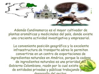 Además Cundinamarca es el mayor cultivador de
plantas aromáticas y medicinales del país, donde existe
  una creciente actividad investigativa y empresarial.

   La conveniente posición geográfica y la excelente
   infraestructura de transporte aéreo le permiten
     convertirse en un centro de exportaciones de
 ingredientes naturales en América, porque la cadena
     de ingredientes naturales es una prioridad del
Gobierno Colombiano, razón por la cual existe un grupo
  de entidades privadas y públicas trabajando por el
 