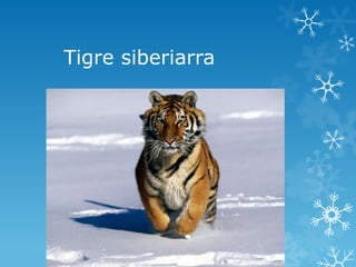 Tigre siberiarra
 