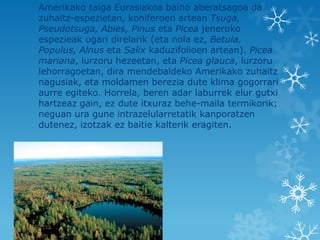 Amerikako taiga Eurasiakoa baino aberatsagoa da
zuhaitz-espezietan, koniferoen artean Tsuga,
Pseudotsuga, Abies, Pinus eta Picea jeneroko
espezieak ugari direlarik (eta nola ez, Betula,
Populus, Alnus eta Salix kaduzifolioen artean). Picea
mariana, lurzoru hezeetan, eta Picea glauca, lurzoru
lehorragoetan, dira mendebaldeko Amerikako zuhaitz
nagusiak, eta moldamen berezia dute klima gogorrari
aurre egiteko. Horrela, beren adar laburrek elur gutxi
hartzeaz gain, ez dute itxuraz behe-maila termikorik;
neguan ura gune intrazelularretatik kanporatzen
dutenez, izotzak ez baitie kalterik eragiten.
 