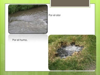 Por el olor




Por el humo.
 