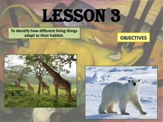 Lesson 3
To identify how different living things
       adapt to their habitat.
                                          OBJECTIVES
 
