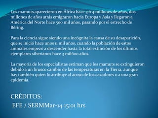 Los mamuts aparecieron en África hace 3 ó 4 millones de años, dos
millones de años atrás emigraron hacia Europa y Asia y llegaron a
América del Norte hace 500 mil años, pasando por el estrecho de
Béring.

Para la ciencia sigue siendo una incógnita la causa de su desaparición,
que se inició hace unos 11 mil años, cuando la población de estos
animales empezó a descender hasta la total extinción de los últimos
ejemplares siberianos hace 3 mil600 años.

La mayoría de los especialistas estiman que los mamuts se extinguieron
debido a un brusco cambio de las temperaturas en la Tierra, aunque
hay también quien lo atribuye al acoso de los cazadores o a una gran
epidemia.


CRÉDITOS:
EFE / SERMMar-14 15:01 hrs
 