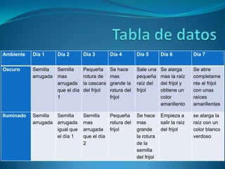 Ambiente    Día 1     Día 2       Día 3        Día 4        Día 5        Día 6           Día 7


Oscuro      Semilla  Semilla      Pequeña      Se hace      Sale una     Se alarga       Se abre
            arrugada mas          rotura de    mas          pequeña      mas la raíz     completame
                     arrugada     la cascara   grande la    raíz del     del frijol y    nte el frijol
                     que el día   del frijol   rotura del   frijol       obtiene un      con unas
                     1                         frijol                    color           raíces
                                                                         amarillento     amarillentas

Iluminado   Semilla  Semilla      Semilla    Pequeña        Se hace      Empieza a       se alarga la
            arrugada arrugada     mas        rotura del     mas          salir la raíz   raíz con un
                     igual que    arrugada frijol           grande       del frijol      color blanco
                     el día 1     que el día                la rotura                    verdoso
                                  2                         de la
                                                            semilla
                                                            del frijol
 