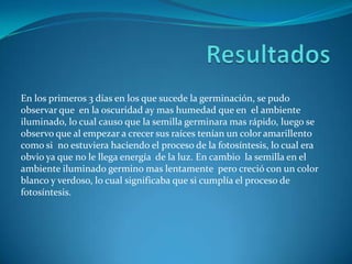 En los primeros 3 días en los que sucede la germinación, se pudo
observar que en la oscuridad ay mas humedad que en el ambiente
iluminado, lo cual causo que la semilla germinara mas rápido, luego se
observo que al empezar a crecer sus raíces tenían un color amarillento
como si no estuviera haciendo el proceso de la fotosíntesis, lo cual era
obvio ya que no le llega energía de la luz. En cambio la semilla en el
ambiente iluminado germino mas lentamente pero creció con un color
blanco y verdoso, lo cual significaba que si cumplía el proceso de
fotosíntesis.
 