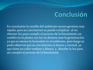 En conclusión la semilla del ambiente oscuro germina mas
rápido, pero su crecimiento se puede complicar al no
obtener luz para cumplir el proceso de la fotosíntesis, en
cambio en la planta con luz se demora mas la germinación
ya que es menos la humedad en el ambiente, pero luego se
pudo observar que su crecimiento es bueno y normal, ya
que tiene un color verdoso y blanco y absorbe la luz para
así cumplir el proceso de la fotosíntesis
 