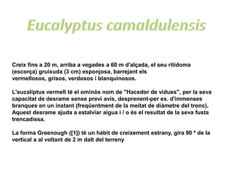 Creix fins a 20 m, arriba a vegades a 60 m d'alçada, el seu ritidoma
(escorça) gruixuda (3 cm) esponjosa, barrejant els
vermellosos, grisos, verdosos i blanquinosos.

L'eucaliptus vermell té el ominós nom de "Hacedor de vídues", per la seva
capacitat de desrame sense previ avís, desprenent-per ex. d'immenses
branques en un instant (freqüentment de la meitat de diàmetre del tronc).
Aquest desrame ajuda a estalviar aigua i / o és el resultat de la seva fusta
trencadissa.

La forma Greenough ([1]) té un hàbit de creixement estrany, gira 90 º de la
vertical a al voltant de 2 m dalt del terreny
 