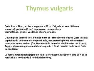 Creix fins a 20 m, arriba a vegades a 60 m d'alçada, el seu ritidoma
(escorça) gruixuda (3 cm) esponjosa, barrejant els
vermellosos, grisos, verdosos i blanquinosos.

L'eucaliptus vermell té el ominós nom de "Hacedor de vídues", per la seva
capacitat de desrame sense previ avís, desprenent-per ex. d'immenses
branques en un instant (freqüentment de la meitat de diàmetre del tronc).
Aquest desrame ajuda a estalviar aigua i / o és el resultat de la seva fusta
trencadissa.

La forma Greenough ([1]) té un hàbit de creixement estrany, gira 90 º de la
vertical a al voltant de 2 m dalt del terreny.
 