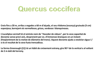 Creix fins a 20 m, arriba a vegades a 60 m d'alçada, el seu ritidoma (escorça) gruixuda (3 cm)
esponjosa, barrejant els vermellosos, grisos, verdosos i blanquinosos.

L'eucaliptus vermell té el ominós nom de "Hacedor de vídues", per la seva capacitat de
desrame sense previ avís, desprenent-per ex. d'immenses branques en un instant
(freqüentment de la meitat de diàmetre del tronc). Aquest desrame ajuda a estalviar aigua i /
o és el resultat de la seva fusta trencadissa.

La forma Greenough ([1]) té un hàbit de creixement estrany, gira 90 º de la vertical a al voltant
de 2 m dalt del terreny.
 