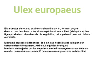 Els arbustos de retamo espinós creixen fins a 4 m, formant pegats
densos, que desplacen a les altres espècies al seu voltant (alelopática). Les
tiges produeixen abundants brots vegetatius, principalment quan són tallats
o cremats.

El retamo espinós és heliofílico, és a dir, que necessita de llum per a un
correcte desenvolupament. Això causa que les branques
inferiors, ombrejades per les superiors, morin i romanguin seques sota els
matolls, causant una acumulació de necromassa que crema amb facilitat.
 
