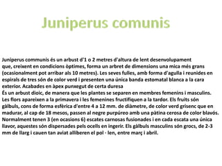 Juniperus communis és un arbust d'1 o 2 metres d'altura de lent desenvolupament
que, creixent en condicions òptimes, forma un arbret de dimensions una mica més grans
(ocasionalment pot arribar als 10 metres). Les seves fulles, amb forma d'agulla i reunides en
espirals de tres són de color verd i presenten una única banda estomatal blanca a la cara
exterior. Acabades en àpex punxegut de certa duresa
És un arbust dioic, de manera que les plantes se separen en membres femenins i masculins.
Les flors apareixen a la primavera i les femenines fructifiquen a la tardor. Els fruits són
gàlbuls, cons de forma esfèrica d'entre 4 a 12 mm. de diàmetre, de color verd grisenc que en
madurar, al cap de 18 mesos, passen al negre purpúreo amb una pàtina cerosa de color blavós.
Normalment tenen 3 (en ocasions 6) escates carnosas fusionades i en cada escata una única
llavor, aquestes són dispersades pels ocells en ingerir. Els gàlbuls masculins són grocs, de 2-3
mm de llarg i cauen tan aviat alliberen el pol · len, entre març i abril.
 