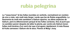 La "rossa brava" té les fulles reunides en verticils, normalment en nombre
de cinc o més, són molt més llargs i verds que les de Rubia angustifolia. La
fisonomia és molt més semblant a Galium aparine, oa altres espècies de
Galium, però la diferenciarem perquè té les fulles coriàcies, fins al punt que
no semblen pansir després de tallar la planta, per contra els Galium tenen
fulles molt tendres d'un verd clar que s'arruguen ràpidament. A més Rossa
té fruits carnosos i Galium els té secs. Floreix al Maig i Juny.
 